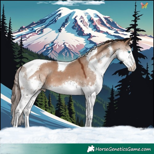 Horse Color:Liver Red Dun Splash Tobiano 