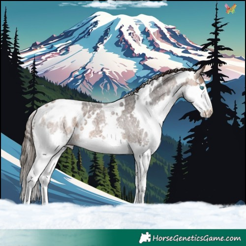 Horse Color:White Spotted Bay Roan Splash Appaloosa
