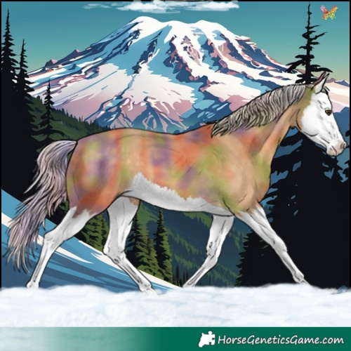 Horse Color:Nacre Palomino Splash 