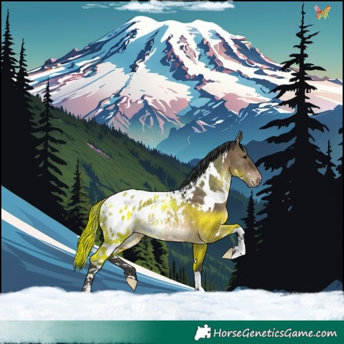 Horse Color:White Spotted Brown Dun Appaloosa Rabicano