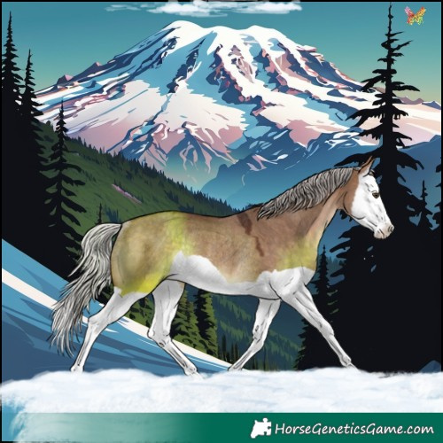 Horse Color:Silver Brown Dun Splash Rabicano