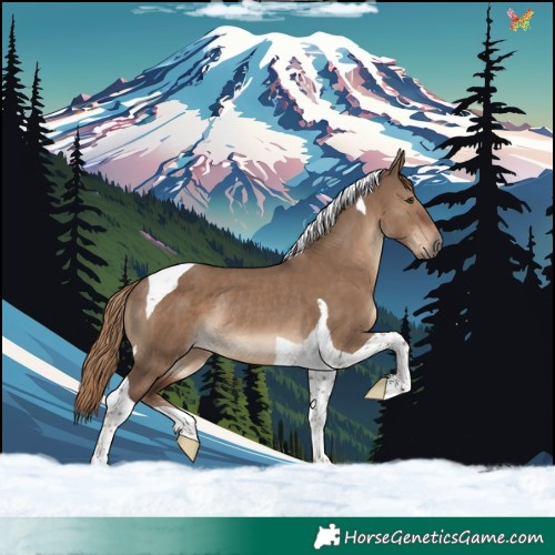 Horse Color:Liver Red Dun Tobiano Rabicano 