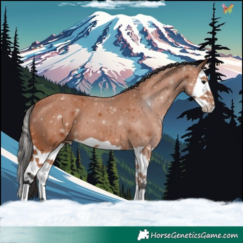 Horse Color:Bay Splash 