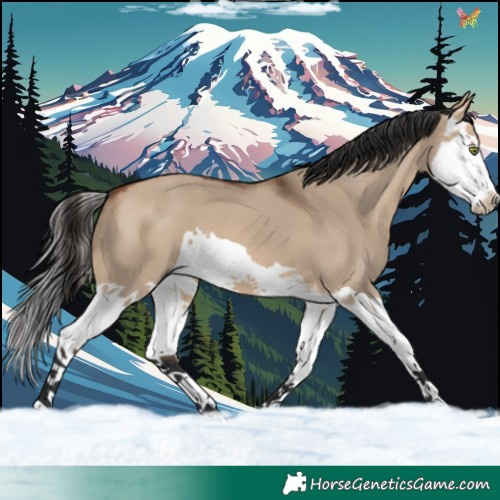 Horse Color:Bay Dun Splash 