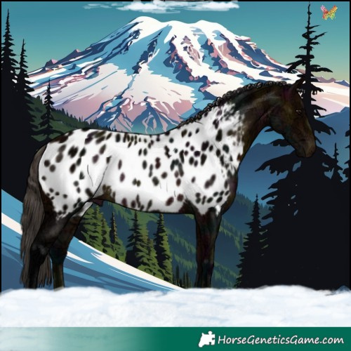 Horse Color:Midnight Bay Ice Appaloosa Rabicano 