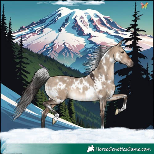 Horse Color:White Spotted Bay Dun Rabicano