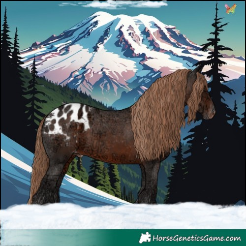 Horse Color:Liver Chestnut Ice Appaloosa