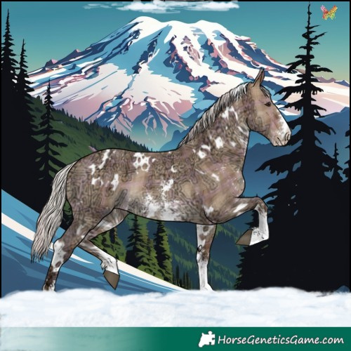 Horse Color:Plaid  White Spotted Silver Brown Ice Dun Sabino 