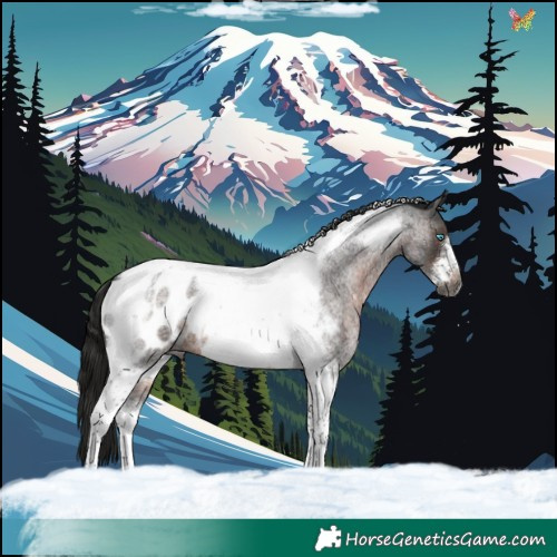 Horse Color:Gray Brown Roan Tobiano Frame Appaloosa