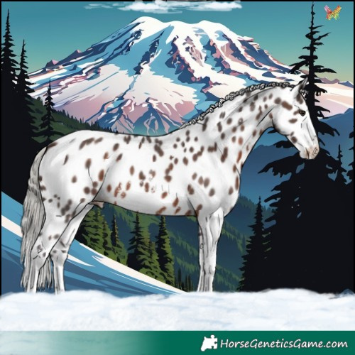 Horse Color:Silver Brown Sabino Tobiano Leopard 