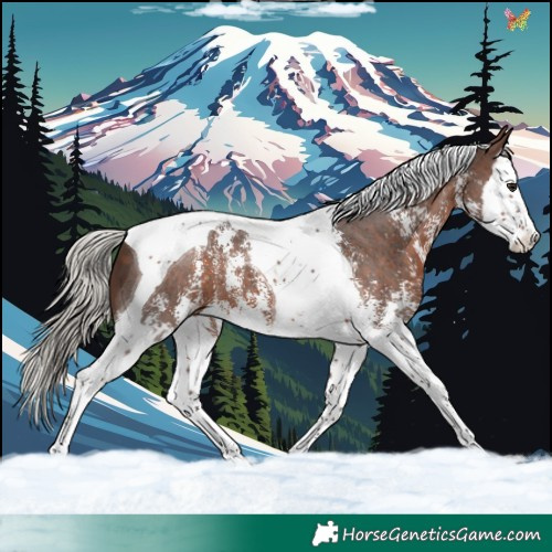 Horse Color:Silver Brown Sabino Splash Tobiano 