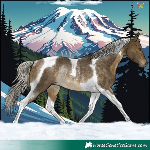 Horse Color:Silver Buckskin Tobiano Rabicano