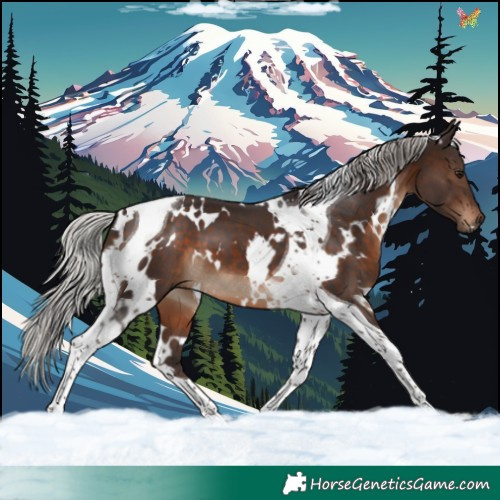 Horse Color:White Spotted Silver Brown Tobiano 