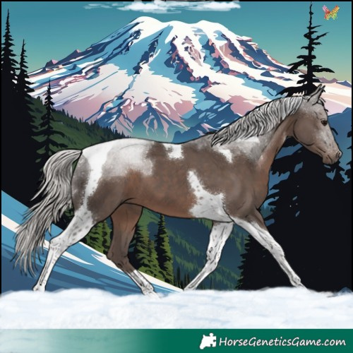 Horse Color:Silver Black Tobiano 