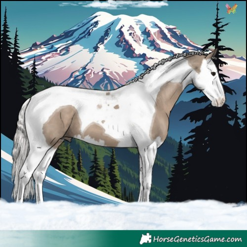 Horse Color:Silver Grullo Splash Tobiano