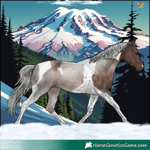 Horse Color:Silver Black Tobiano