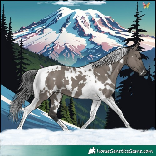 Horse Color:White Spotted Grullo Tobiano 