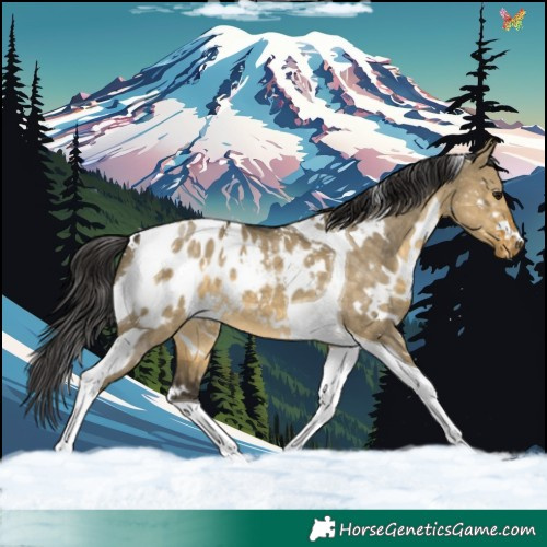 Horse Color:White Spotted Buckskin Dun Tobiano Blanket