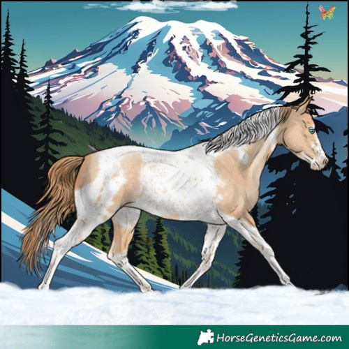 Horse Color:Buckskin Pearl Tobiano Frame 