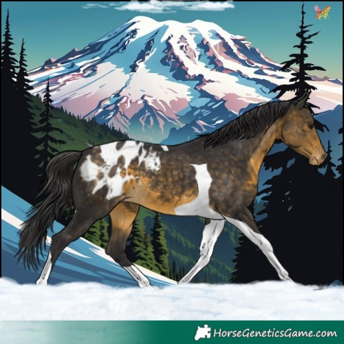 Horse Color:Buckskin Tobiano Appaloosa 