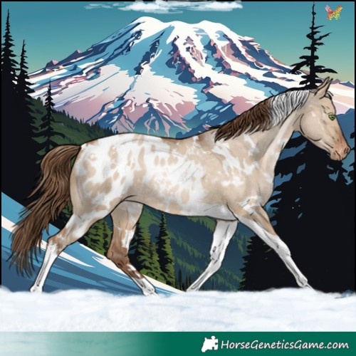 Horse Color:White Spotted Brown Pearl Dun Tobiano Blanket Rabicano