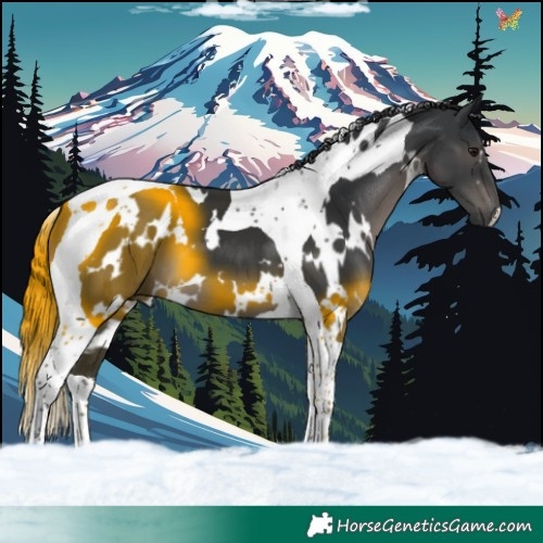 Horse Color:White Spotted Black Tobiano