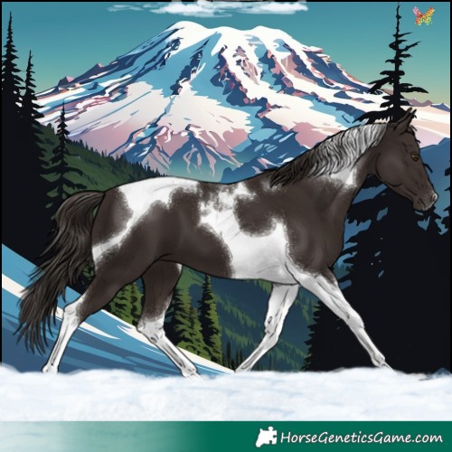 Horse Color:Liver Chestnut Tobiano 