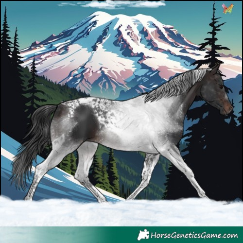 Horse Color:Brown Tobiano 