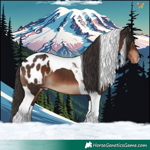 Horse Color:Liver Chestnut Tobiano Appaloosa