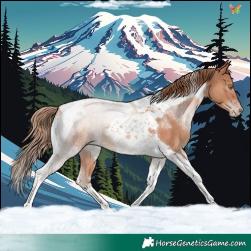 Horse Color:Gold Champagne Tobiano 