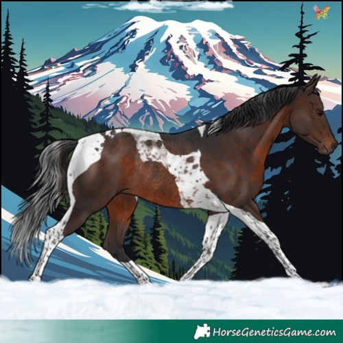 Horse Color:Brown Tobiano Rabicano