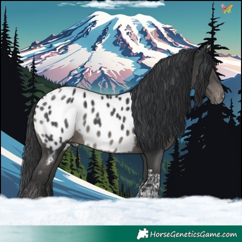 Horse Color:Black Tobiano Appaloosa Rabicano 