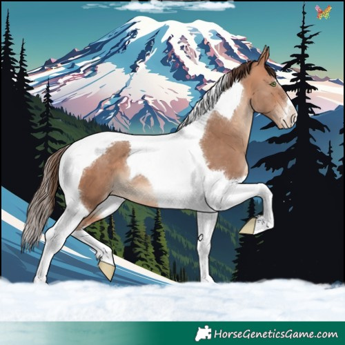 Horse Color:Amber Champagne Tobiano Varnish