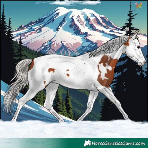 Horse Color:White Spotted Silver Bay Splash Tobiano 
