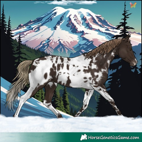 Horse Color:Liver Chestnut Tobiano Near Leopard 