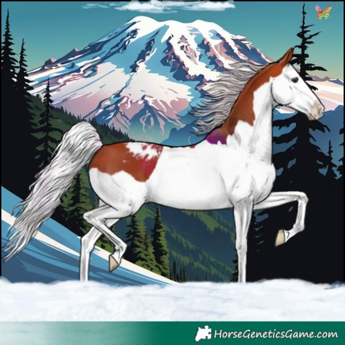 Horse Color:Silver Bay Splash Blanket 