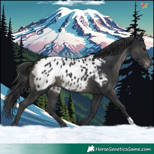 Horse Color:Black Blanket