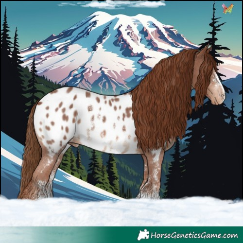 Horse Color:Chestnut Sabino Appaloosa