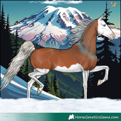 Horse Color:Silver Bay Splash 
