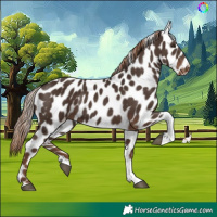 Horse Color:Liver Chestnut Tobiano Skewed Appaloosa