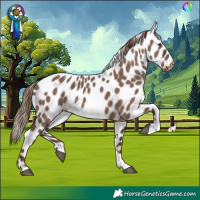 Horse Color:Liver Red Dun Tobiano Skewed Appaloosa 