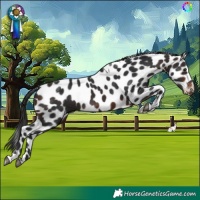 Horse Color:Brown Tobiano Skewed Appaloosa 