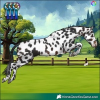Horse Color:Brown Tobiano Skewed Appaloosa 