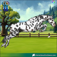 Horse Color:Brown Tobiano Skewed Appaloosa
