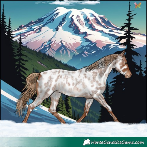 Horse Color:White Spotted Red Roan Appaloosa