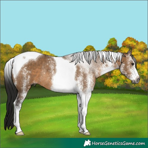 Horse Color:Gray White Spotted Brown Dun Tobiano Rabicano