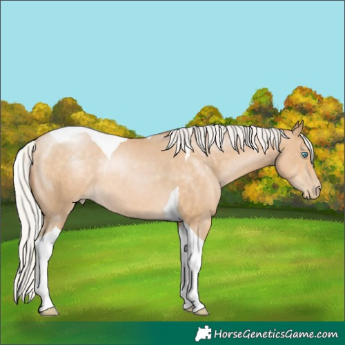 Horse Color:Silver Buckskin Pearl Tobiano Rabicano 