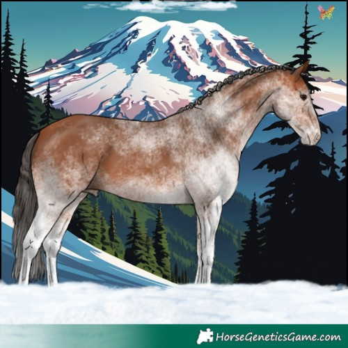 Horse Color:White Spotted Bay