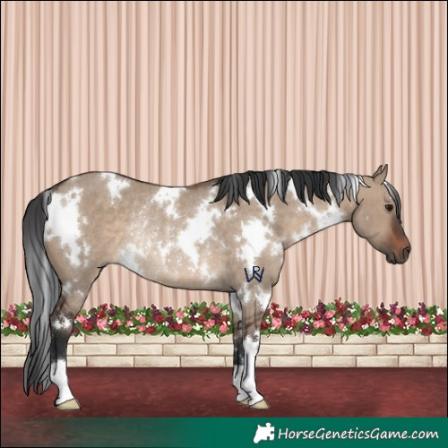 Horse Color:White Spotted Brown Dun Rabicano 