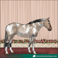 Horse Color:White Spotted Brown Dun Rabicano 